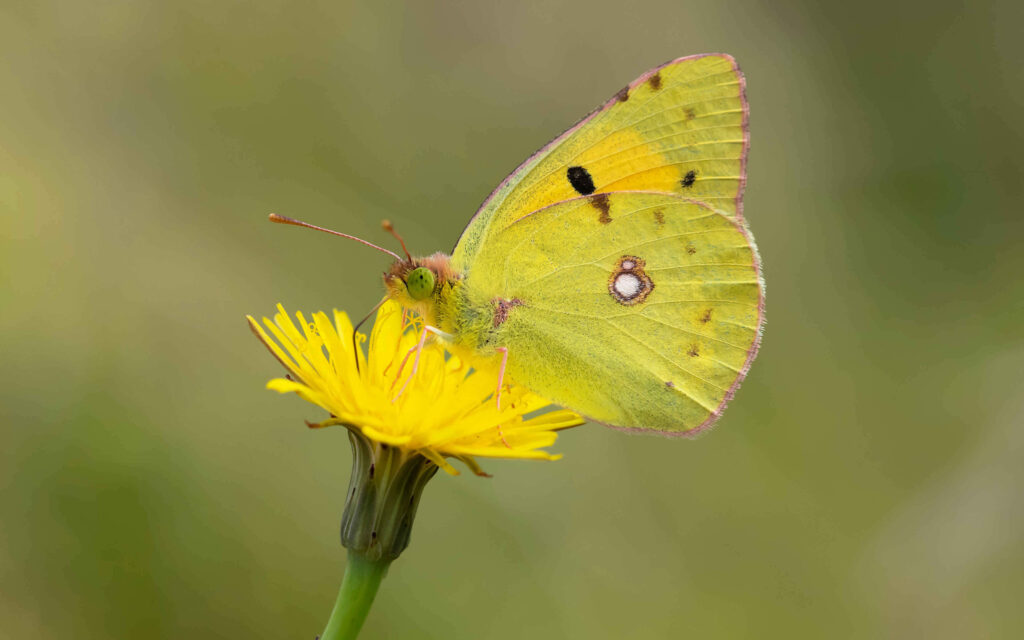 Vibrant Wallpaper: Sulphur Butterfly on Yellow Flower Background