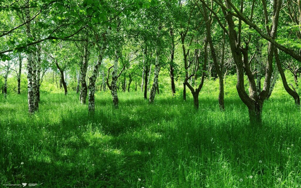 Vibrant summer wallpaper with lush green birch tree avenue sunlight filtering through leaves