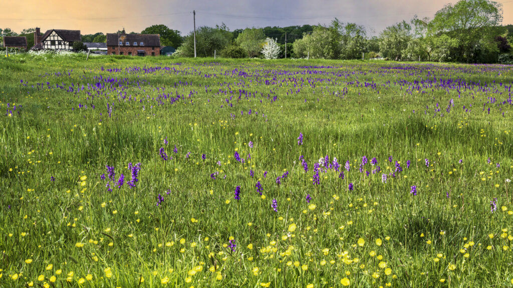 Lush green field with purple and yellow wildflowers under pastel sky and rustic buildings Wallpaper