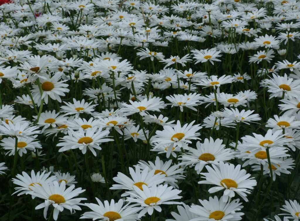 Vibrant Meadow Wallpaper: Blooming Daisies for a Summer Background