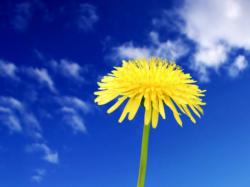 Vibrant Yellow Dandelion Wallpaper: Bright Summer Sky Background