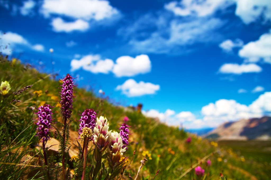 Vibrant Summer Field Wallpaper: Colorful Flowers & Blue Sky