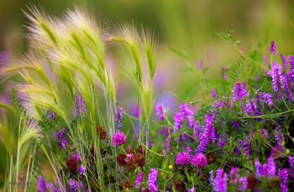 Serene Summer Field Wallpaper: Green Clover & Purple Wildflowers