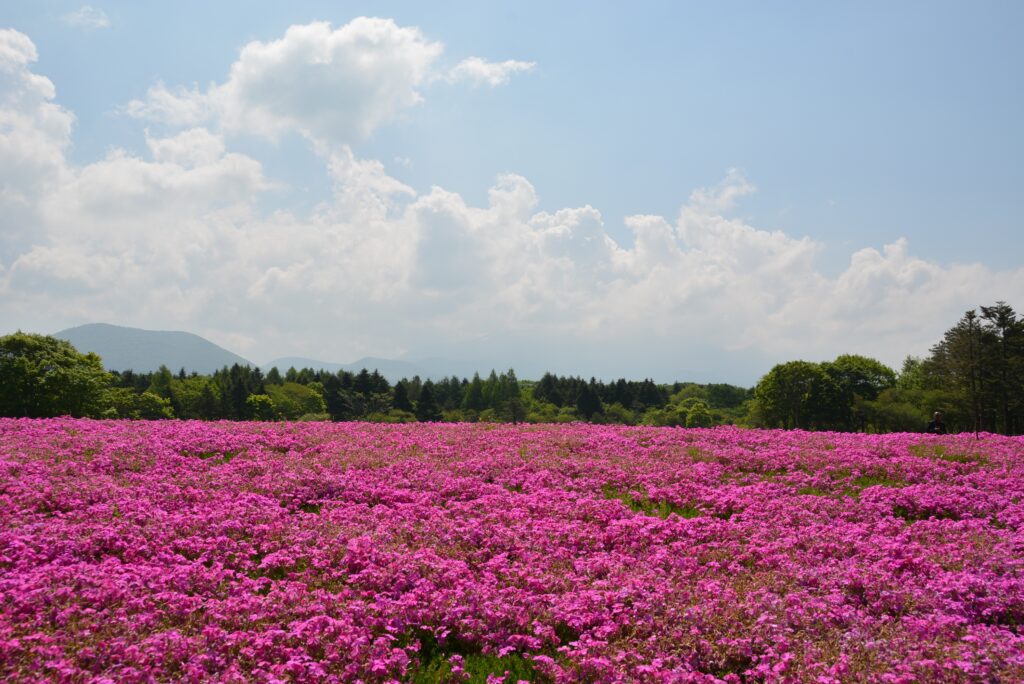 Vibrant summer field of pink flowers under blue sky with clouds and green trees background Wallpaper