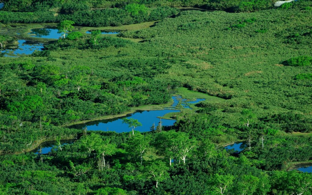 Top view of serene ponds and winding river surrounded by lush green grass and summer foliage Wallpaper