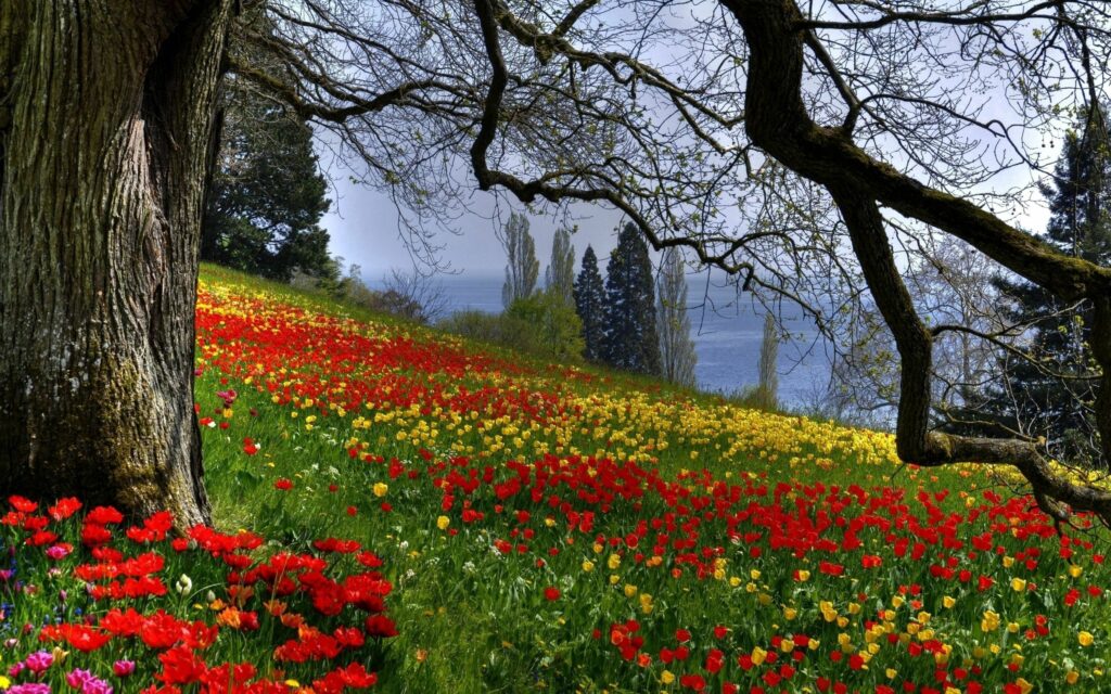 Vibrant summer landscape with red yellow flowers lush green grass tall trees and blue sky background Wallpaper