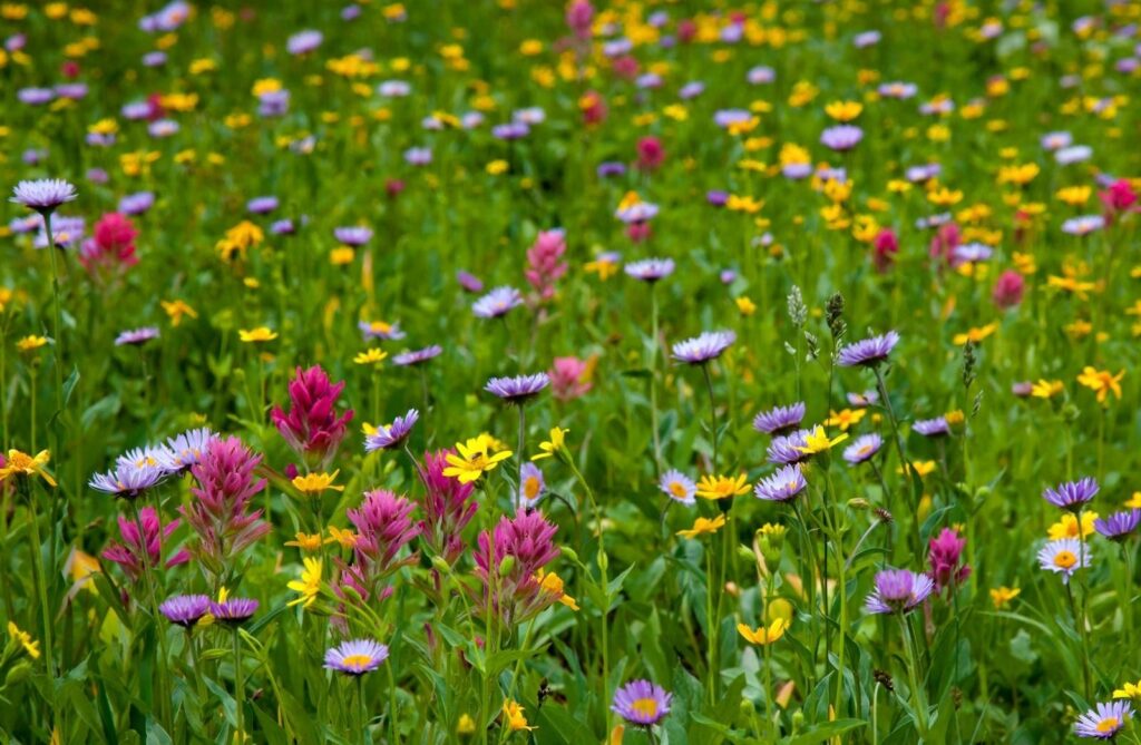 Vibrant Summer Meadow Wallpaper: Colorful Flower Field Background