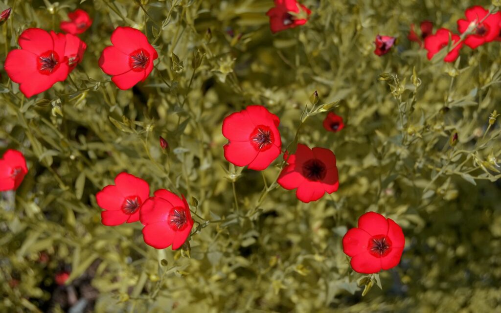 Vibrant Summer Meadow Wallpaper with Red Flowers & Green Background