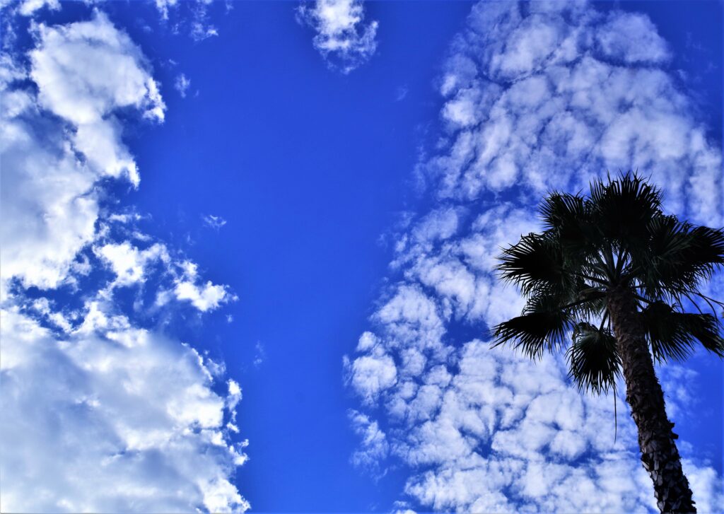 Vibrant summer palm tree against deep blue sky with white clouds tropical relaxation wallpaper