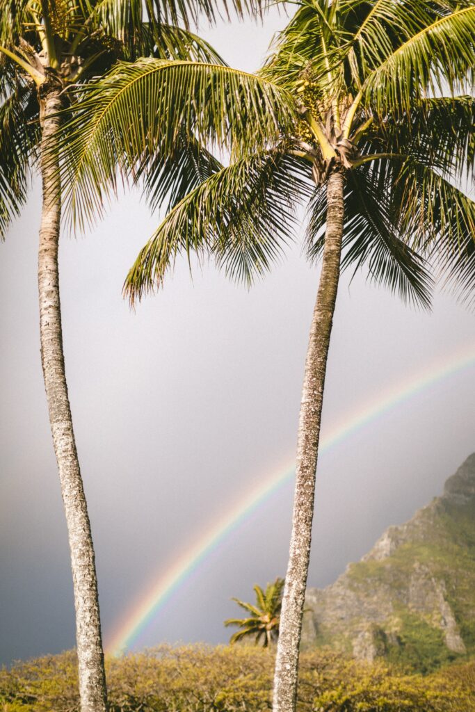 Vibrant summer wallpaper with tall palm trees and vivid rainbow over soft gray tropical sky