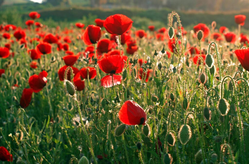 Sunny Summer Poppy Field: Vibrant Red Petals in Serene Landscape Wallpaper