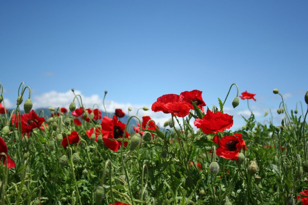 Vibrant Summer Field of Red Poppies Under a Blue Sky Wallpaper