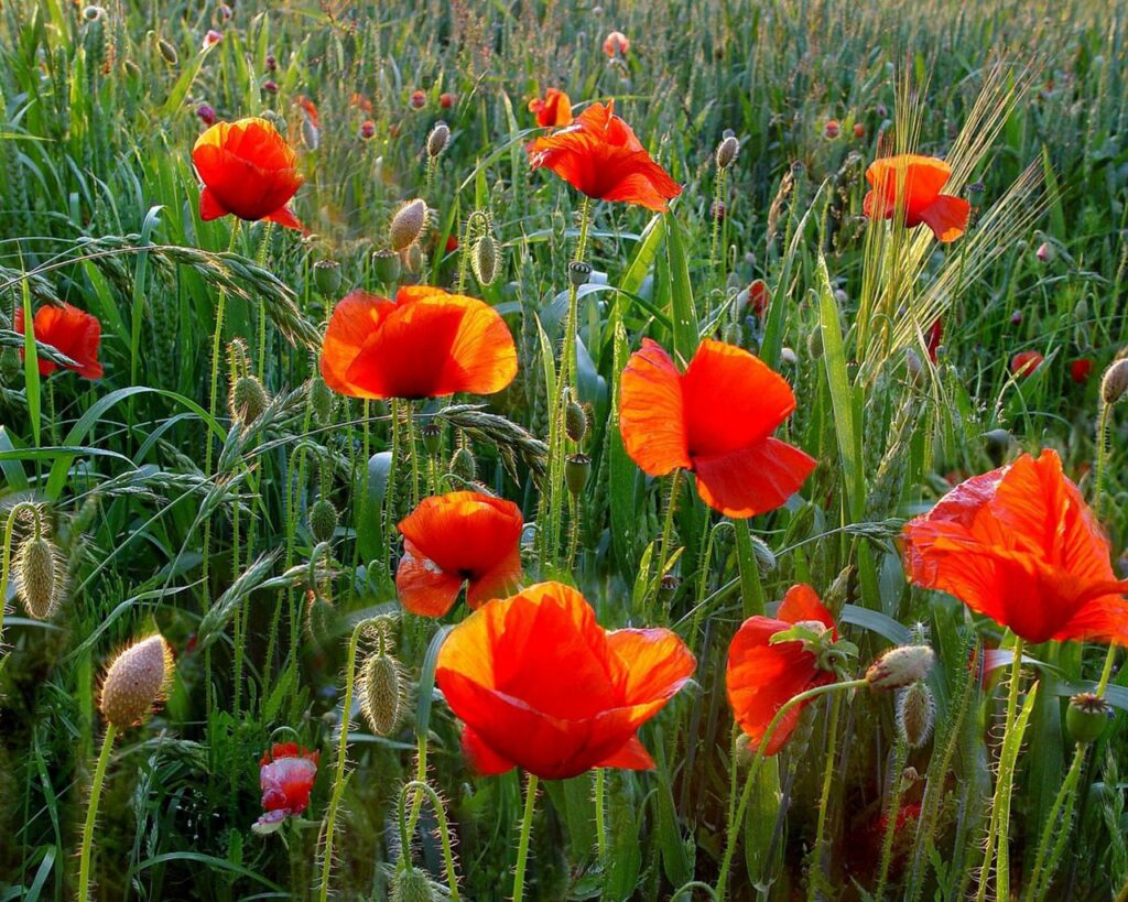 Vibrant Summer Poppy Wallpaper: Bright Red Flowers in Green Field