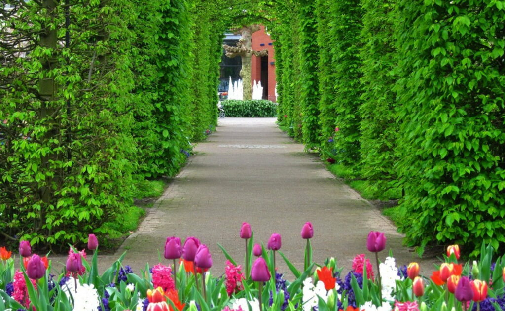 Gorgeous Summer Stroll amidst Colorful Tulip Alleys in Keukenhof: HD Wallpaper of a Lovely Greenery Garden and Bonito Fountain in Holland