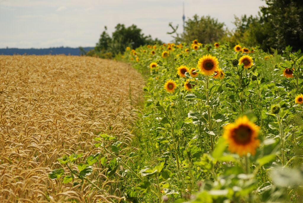 Vibrant summer wallpaper with sunflowers and golden wheat field in warm sunlight background