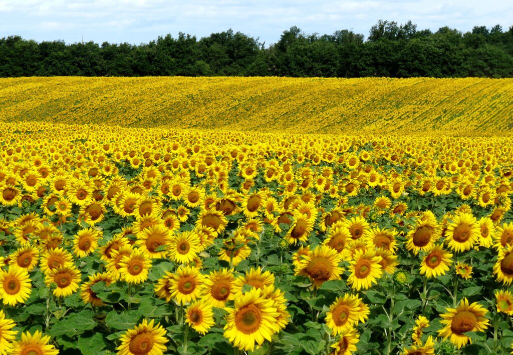 Vibrant summer sunflower field under bright blue sky with lush green background wallpaper