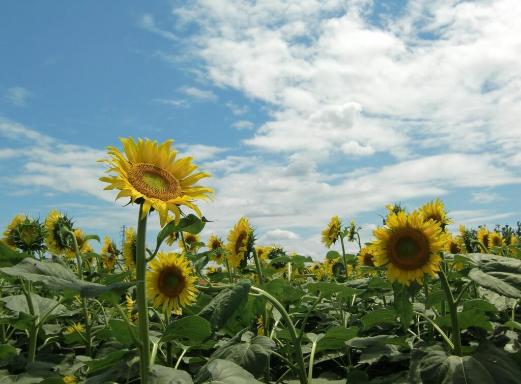 Vibrant Sunflower Field Under Bright Blue Sky: Summer Bliss Scene Wallpaper