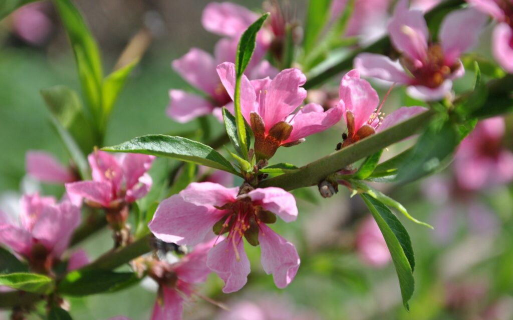 Vibrant Summer Wallpaper: Blooming Pink Flowers on Leafy Branch