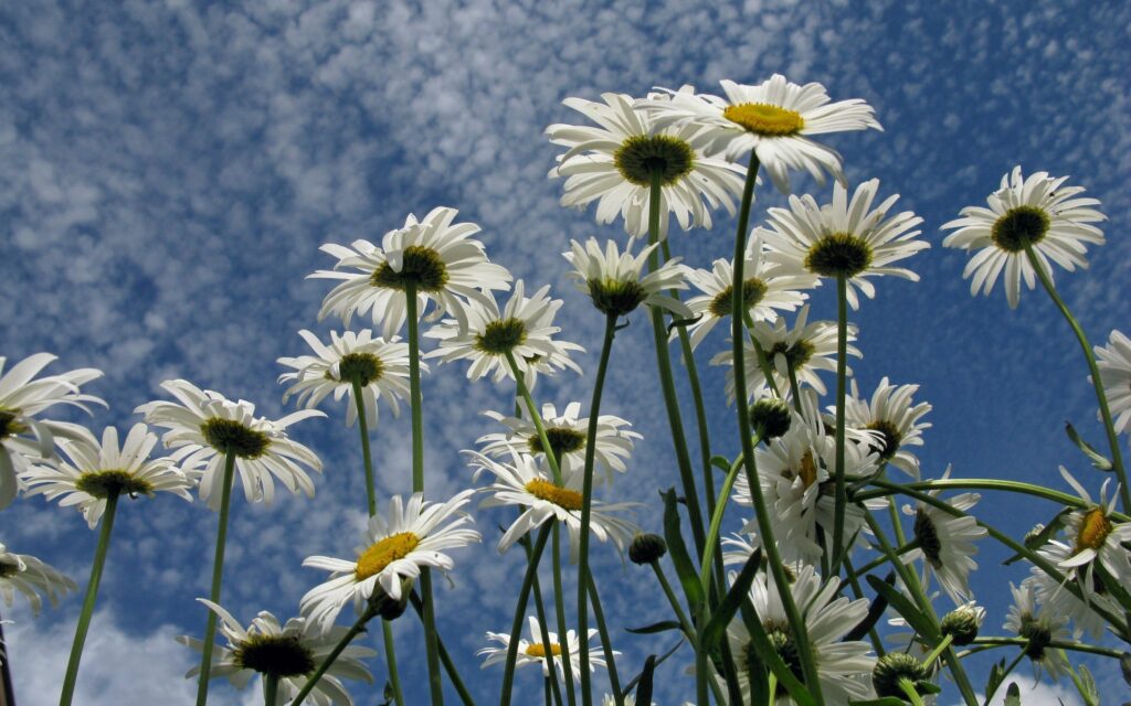 Vibrant Summer Daisies Wallpaper: Bright Blue Sky & Fluffy Clouds