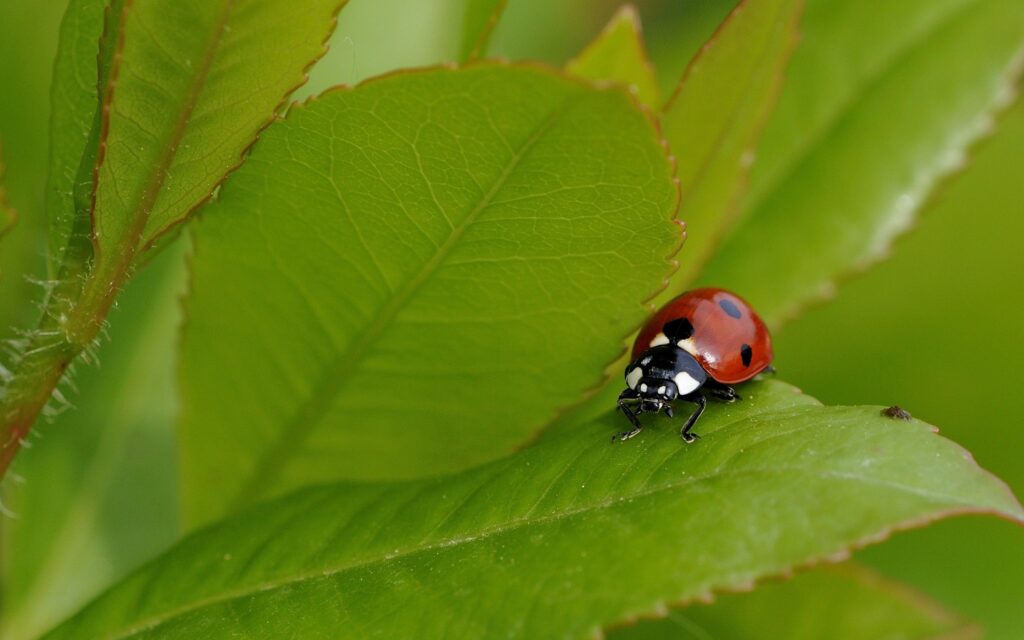 Vibrant Summer Wallpaper: Red Ladybug on Green Leaf Background