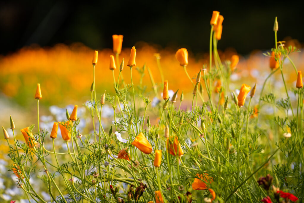 Vibrant Floral Wallpaper: Yellow Wildflowers & Lush Green Background