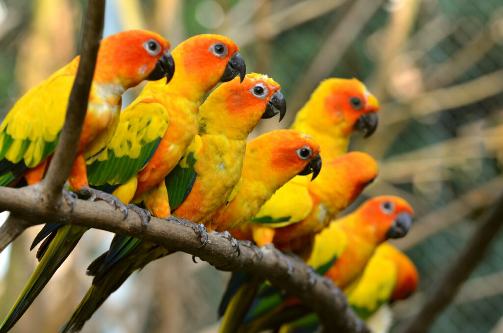 Vibrant Sun Conure Parrots on Branch - Colorful Wallpaper Background
