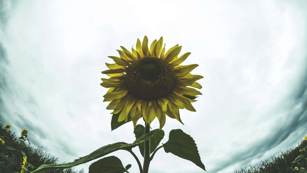 Vibrant Sunflower Against Cloudy Sky: Nature's Resilience in Focus Wallpaper