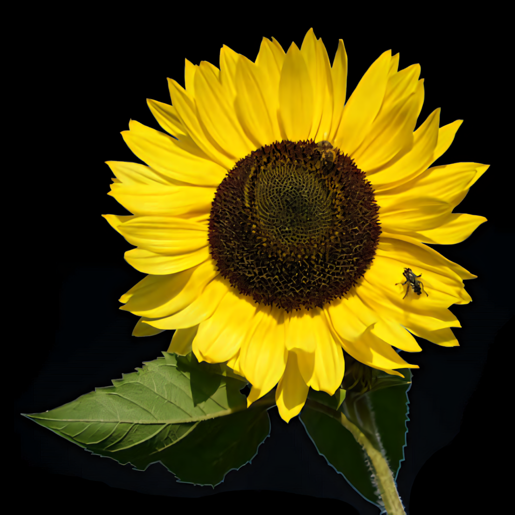 Vibrant Sunflower and Bee Wallpaper on Striking Black Background