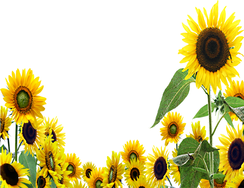 Cheerful Sunflower Wallpaper with Vibrant Border on Transparent Background