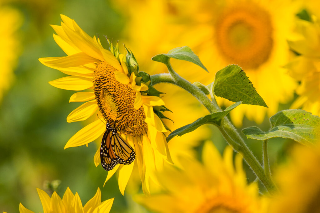 Close-Up of Sunflower and Butterfly: Vibrant Summer Nature Scene Wallpaper