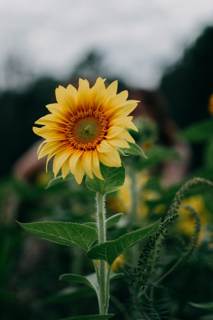 Vibrant Sunflower Close-Up in Summer's Lush Field Setting Wallpaper