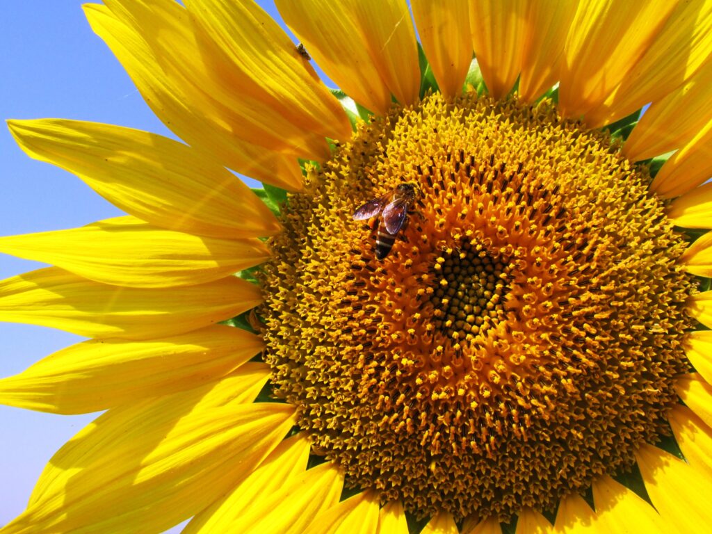 Close-Up of Vibrant Sunflower Bloom with Bee on Seeds Against Blue Sky Wallpaper