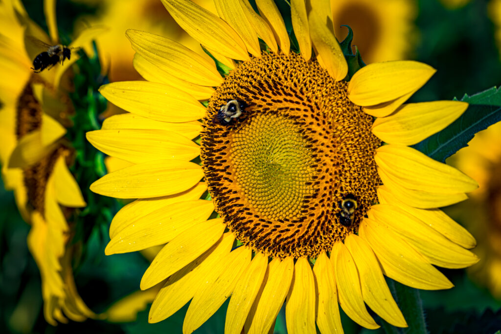 Vibrant Sunflower Close-Up with Bees - Nature Wallpaper Background