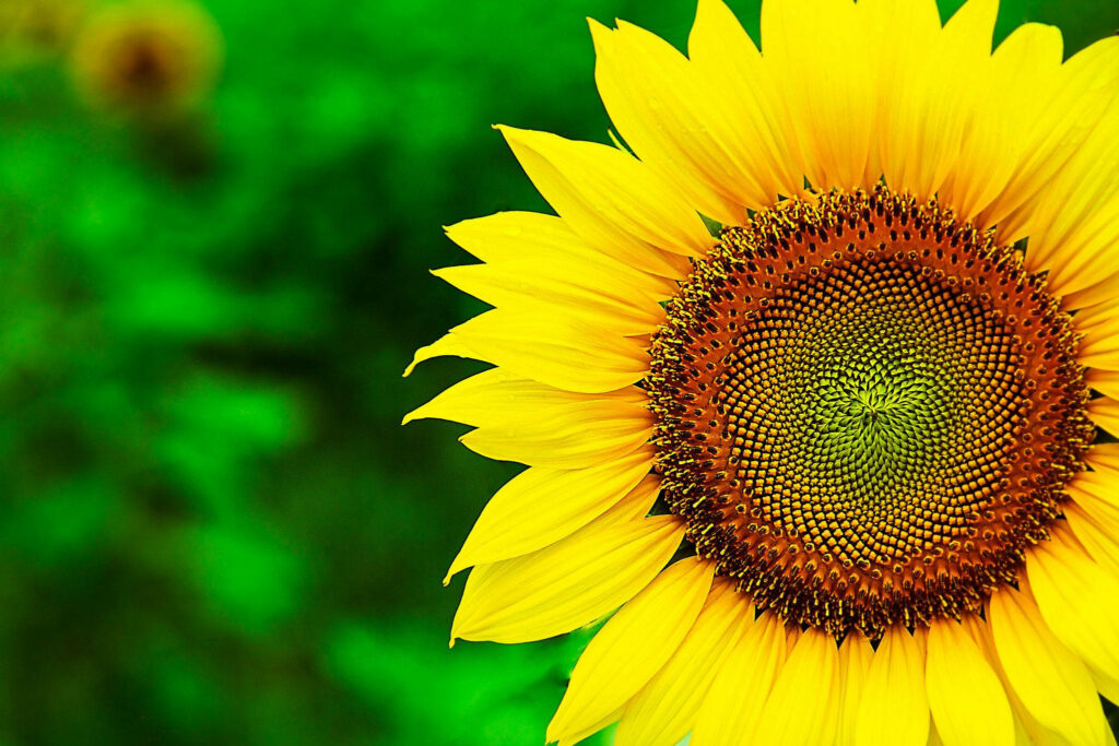 Vibrant Sunflower Desktop Wallpaper: Growth & Happiness Background