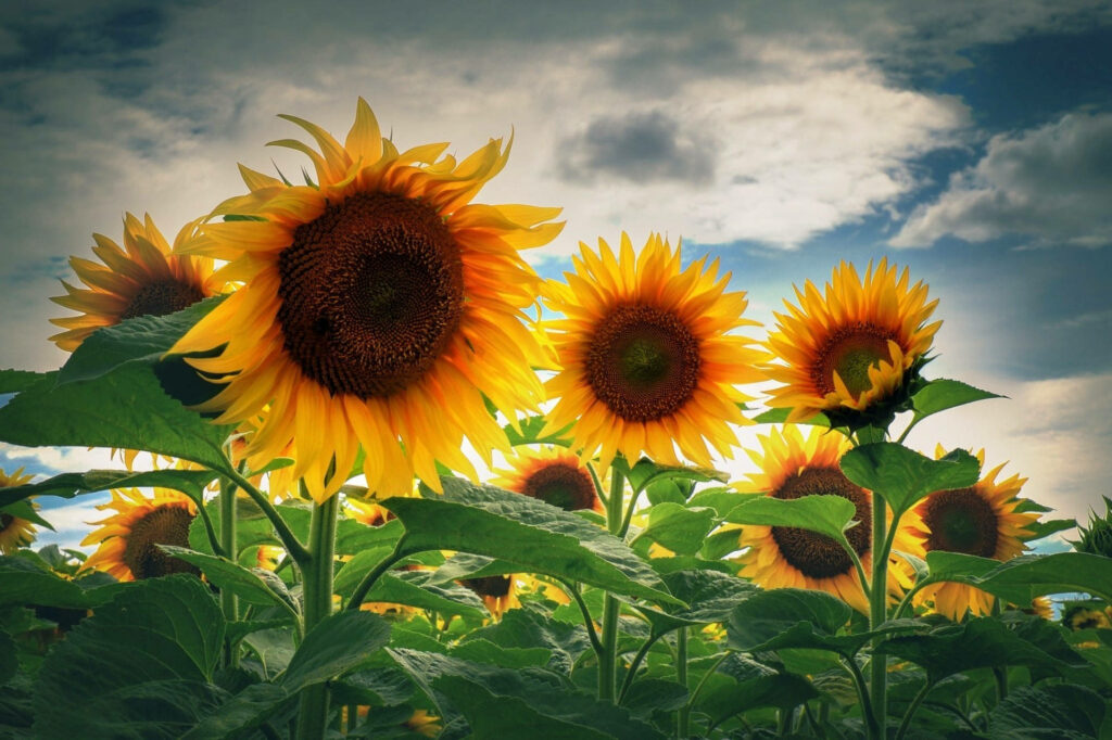Vibrant Sunflowers Wallpaper: Sunny Field Under Partly Cloudy Sky