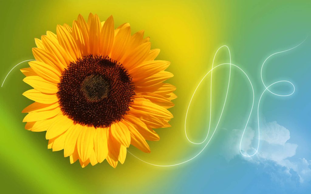 Vibrant digital art sunflower wallpaper with detailed yellow bloom white light trails blue green background