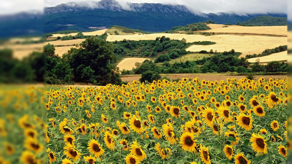 Vibrant Sunflower Field Desktop Wallpaper - Serene Summer Landscape