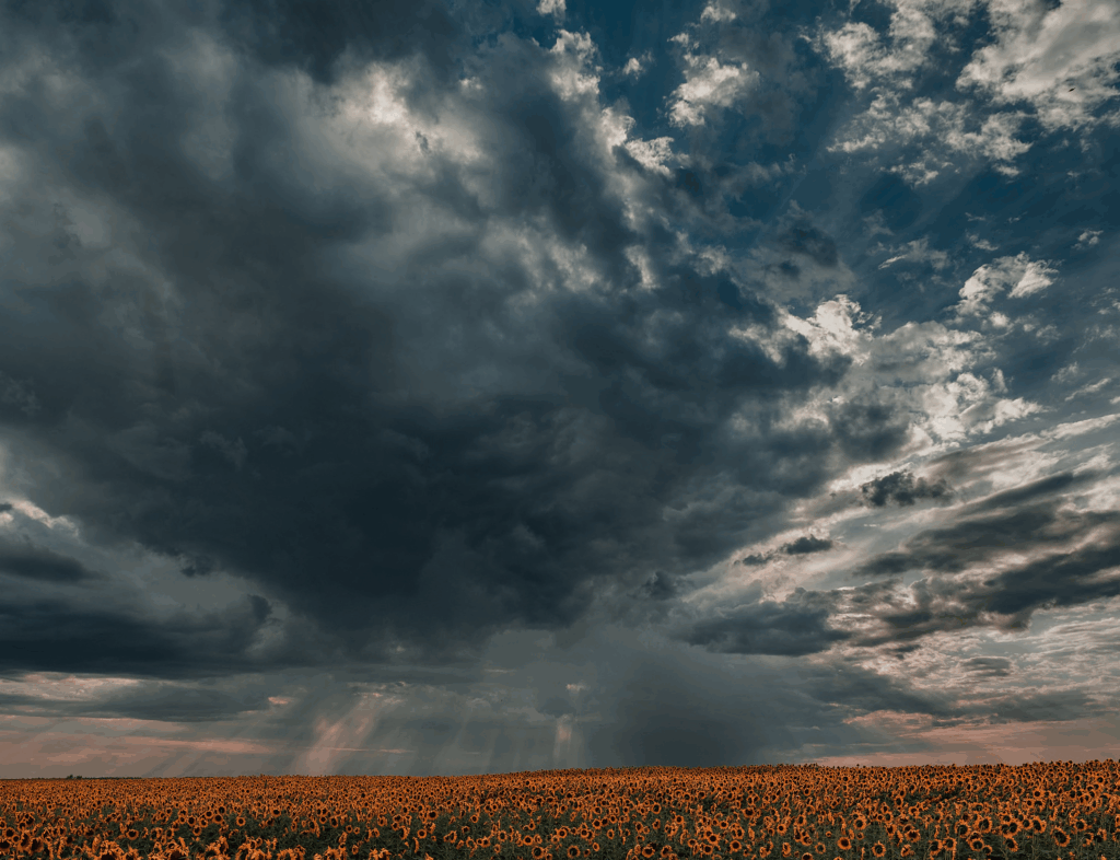 Vast vibrant sunflower field under dramatic twilight clouds with soft sunlight breaking through Wallpaper