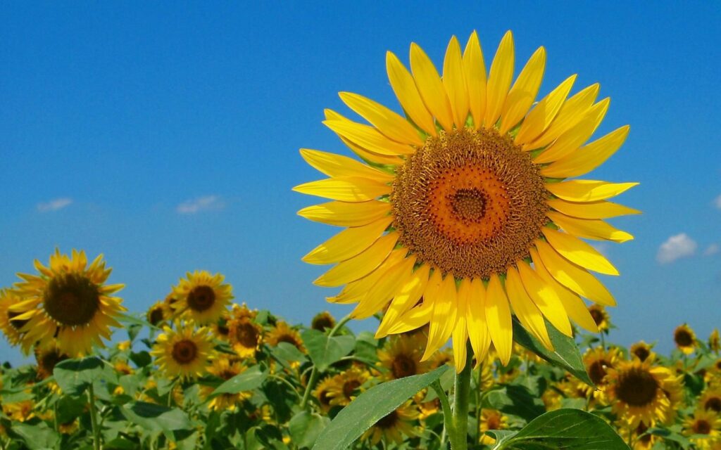 Vibrant Sunflower Field Wallpaper: Summer Nature's Beauty