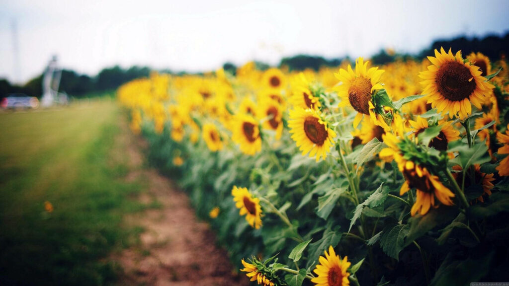 Vibrant Sunflower Field Wallpaper - Cheerful Landscape Under Clear Sky