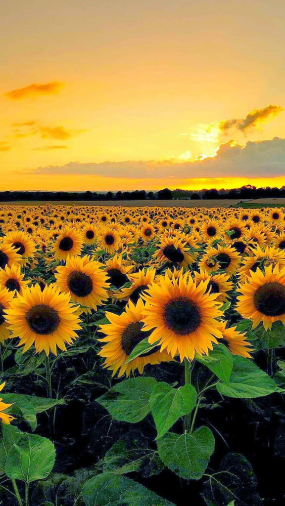 Golden Sunset Over a Vibrant Sunflower Field: Serene Ambiance Background Wallpaper