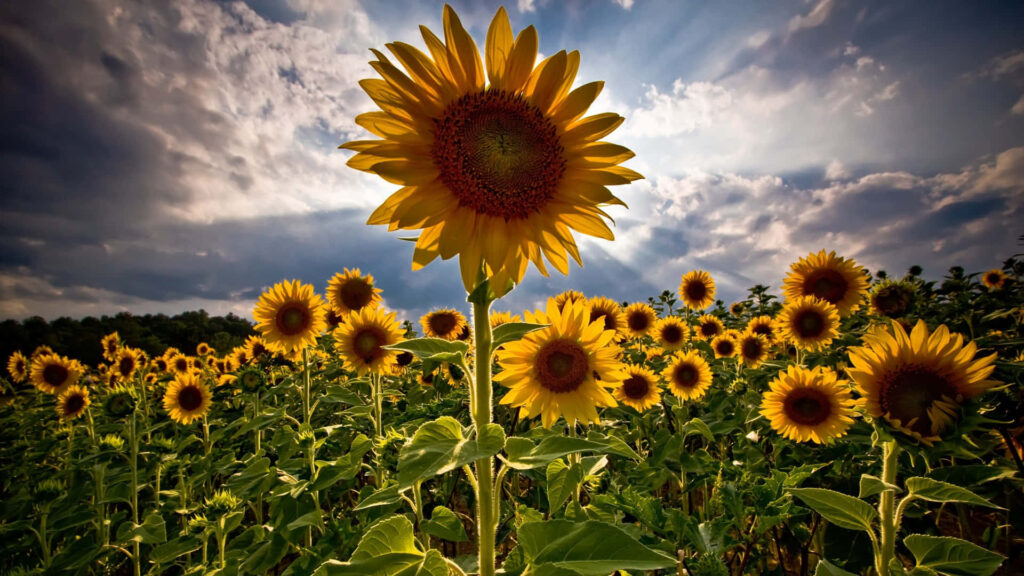 Vibrant Sunflower Field Under Dramatic Sky with Billowing Clouds Wallpaper