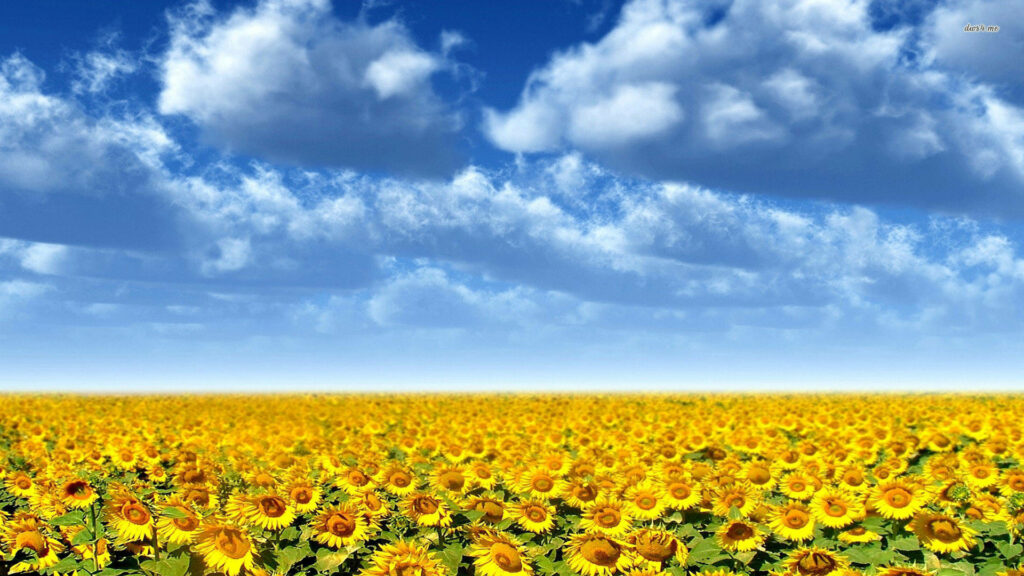 Vibrant Sunflower Field Wallpaper with Blue Sky & Fluffy Clouds