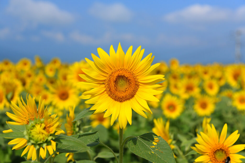 Vibrant Sunflower Field Under Clear Blue Sky: Summer Background Wallpaper