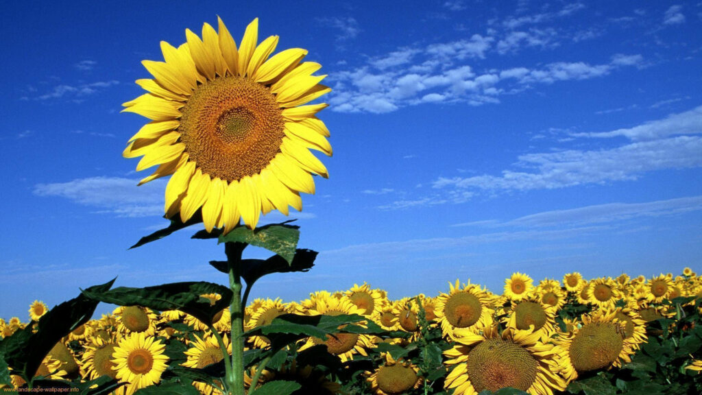 Vibrant Sunflower Field Wallpaper Under Clear Blue Sky