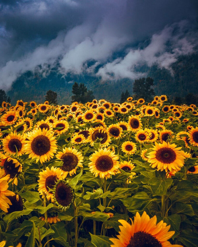 Vibrant Sunflower Field & Misty Mountains Background Wallpaper