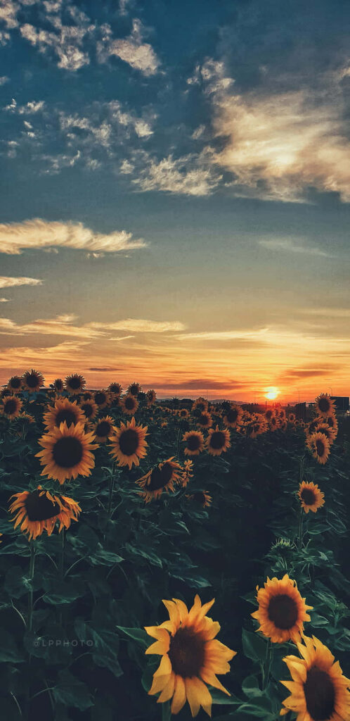 Sunset Over Sunflower Field: A Vibrant Sky and Serene Landscape Wallpaper