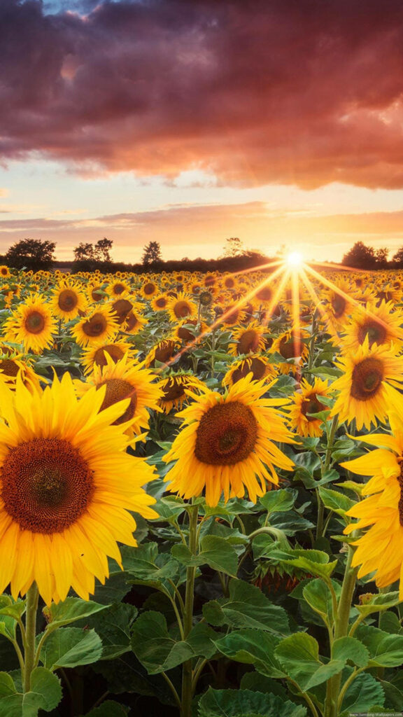Stunning Sunflower Field at Sunset - Perfect iPhone Wallpaper Background