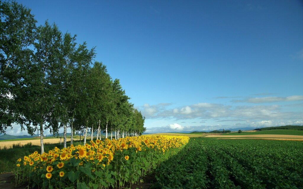 Vibrant countryside wallpaper with blooming sunflowers and birch trees over cultivated fields