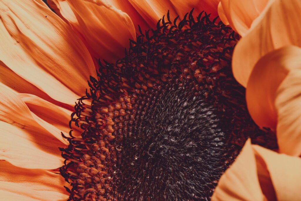 Vibrant Macro Wallpaper: Sunflower's Textured Center & Soft Blurs
